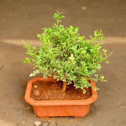 Buy Murraya Kamini in 5 Inch Bonsai Pot Online | Urvann.com