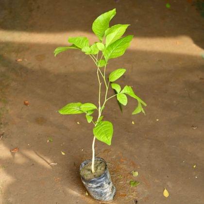 Buy Bel Patra  in 4 Inch Nursery Bag Online | Urvann.com