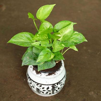 Buy Money Plant Desi in 4 Inch Classy Matki Designer Ceramic Pot (any colour & design) Online | Urvann.com