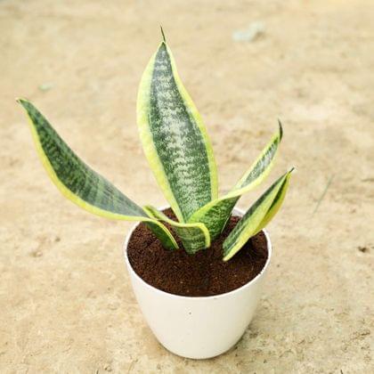 Buy Snake Yellow Dwarf in 4 Inch Classy White Plastic Pot Online | Urvann.com