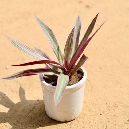 Buy Rhoeo / Durangi in 5 Inch Classy White Cylindrical Ceramic Pot Online | Urvann.com