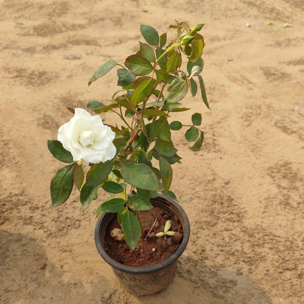 White Rose in 6 inch Nursery Pot