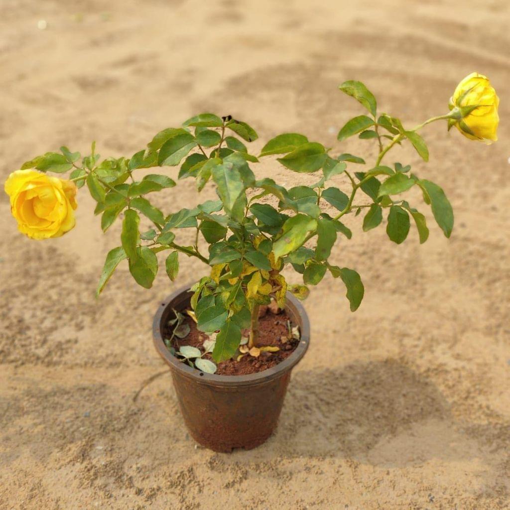 Yellow Rose in 6 inch Nursery Pot