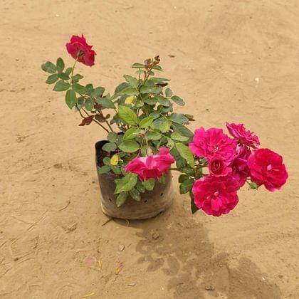 Buy Kashmiri Rose (any colour) in 7 Inch Nursery Bag Online | Urvann.com