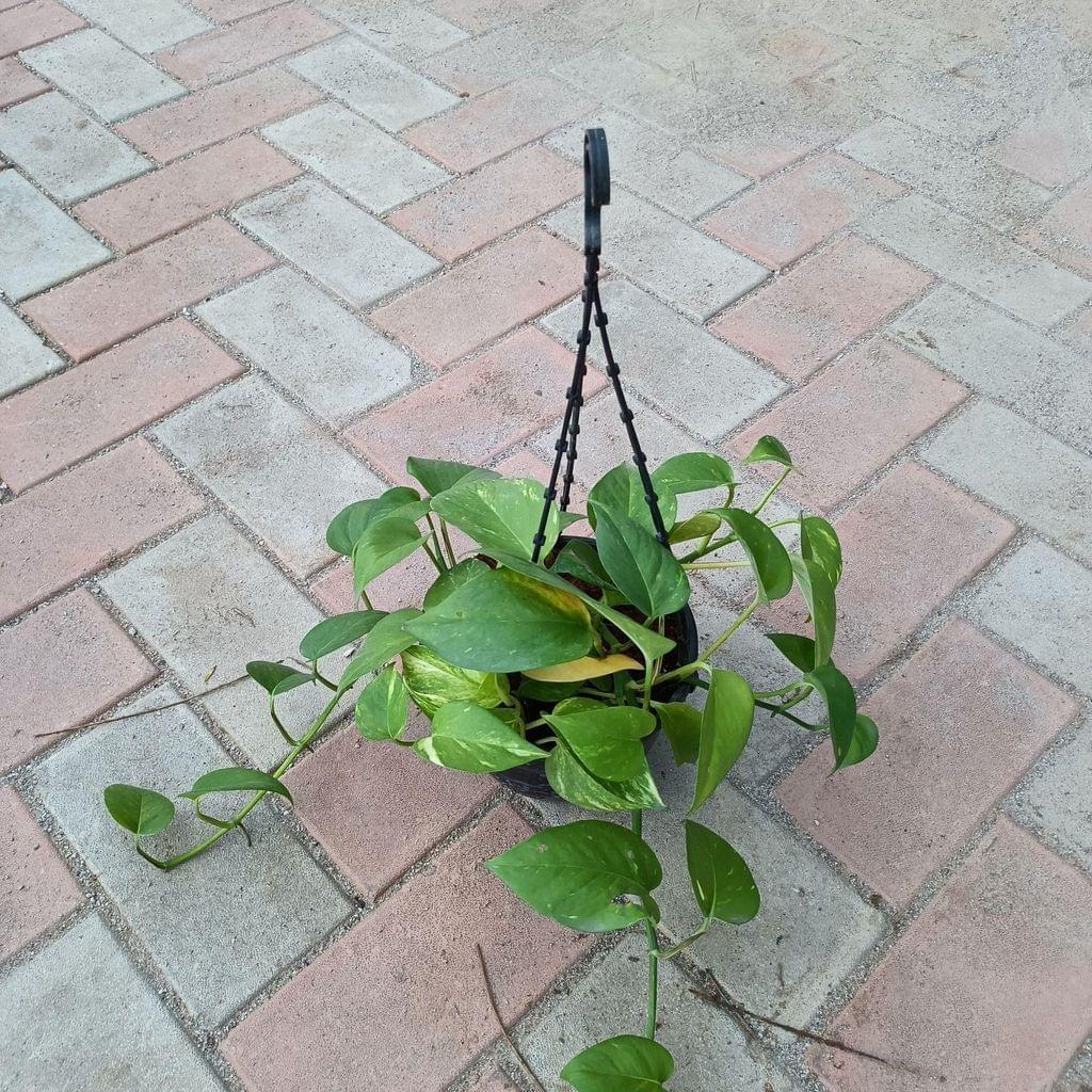 Money plant green in 6 Inch Hanging basket