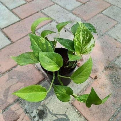 Buy Money Plant Green in 4 Inch Plastic Pot Online | Urvann.com