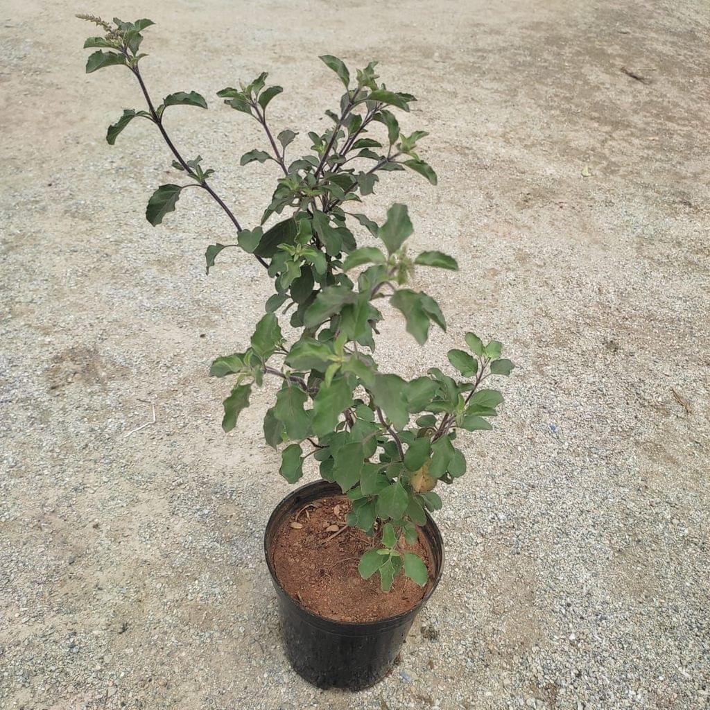 Shyama Tulsi in 5 Inch Nursery Pot