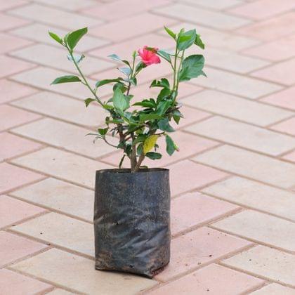Hibiscus China Pink in 5 Inch Nursery Bag