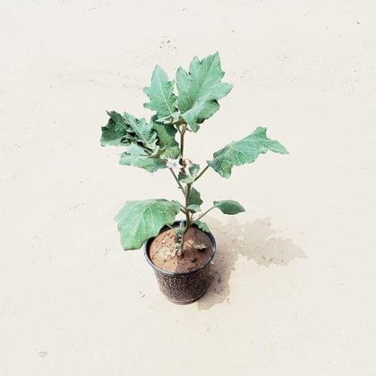 Buy Brinjal Plant in 6 Inch Nursery Pot Online | Urvann.com