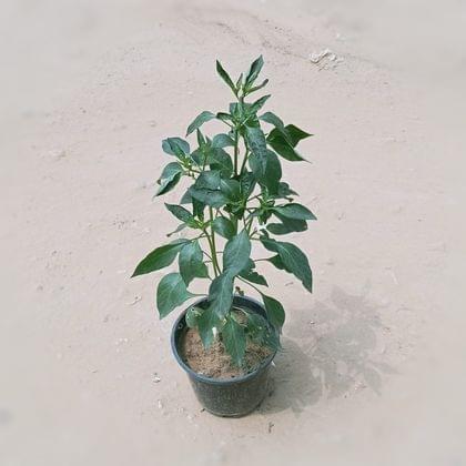 Buy Chilli / Mirchi Plant in 6 Inch Nursery Pot Online | Urvann.com