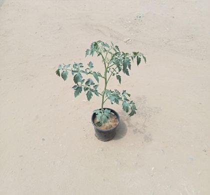 Buy Tomato in 6 Inch Nursery Pot Online | Urvann.com