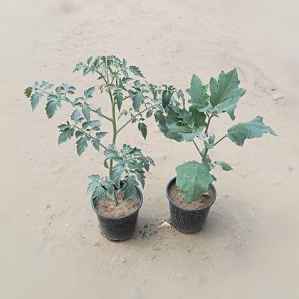 Buy Set of 2 - Brinjal & Tomato in 6 Inch Nursery Pot Online | Urvann.com