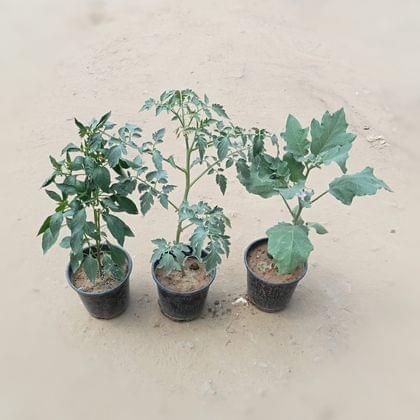 Buy Set of 3 - Chilli / Mirchi, Brinjal & Tomato in 6 Inch Nursery Pot Online | Urvann.com