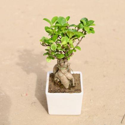 Buy Bonsai Microcarpa in 4 Inch Classy White Square Ceramic Pot Online | Urvann.com