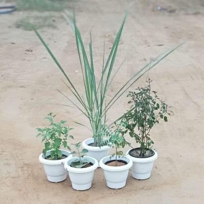 Buy Herbs Garden Special - Set of 5 - Lemon Grass, Rama Tulsi, Shyama Tulsi, Ajwain & Curry Patta in 8 Inch Classy White Plastic Pot Online | Urvann.com