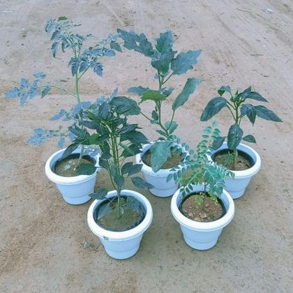 Buy Kitchen Garden Special - Set of 5 - Brinjal, Tomato, Chilli, Curry Patta & Capsicum in 8 Inch Classy White Plastic Pot Online | Urvann.com