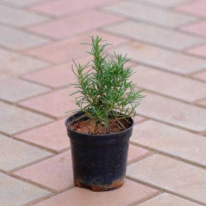Buy Rosemary in 4 Inch Plastic Pot Online | Urvann.com