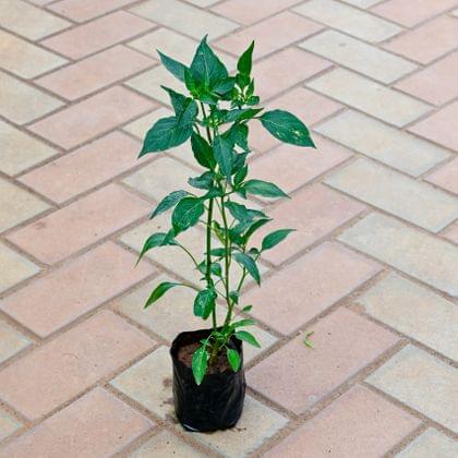 Mirchi / Chilli Plant in 4 Inch Nursery Bag