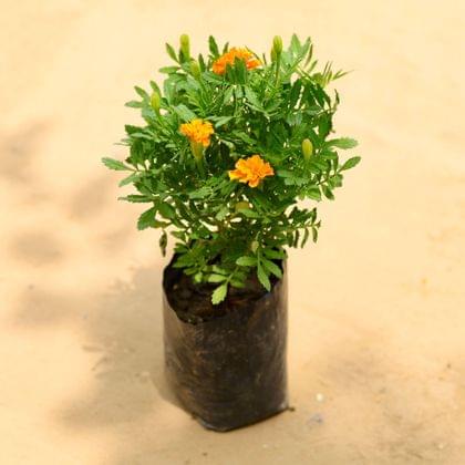 Buy Marigold Jafri (any colour) In 4 Inch Nursery Bag Online | Urvann.com