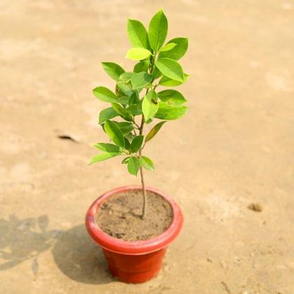 Buy Ficus Panda in 6 Inch Classy Red Plastic Pot Online | Urvann.com