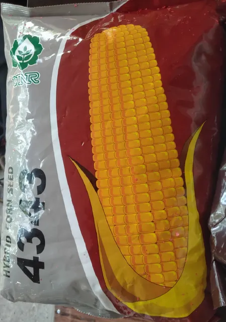 Maize Seed- 4343 (VNR)