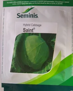 Hybrid Cabbage Saint