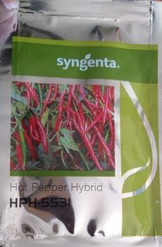 Hybrid Hot pepper Chilli  Seed 5531