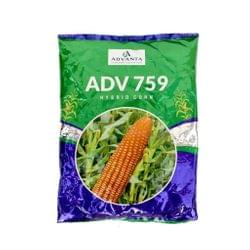 Advanta 759 Hybrid corn