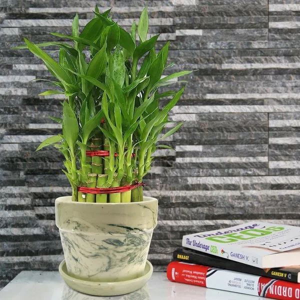 3 Layer 32-35 Stalks Lucky Bamboo Plant In Green Ceramic Pot