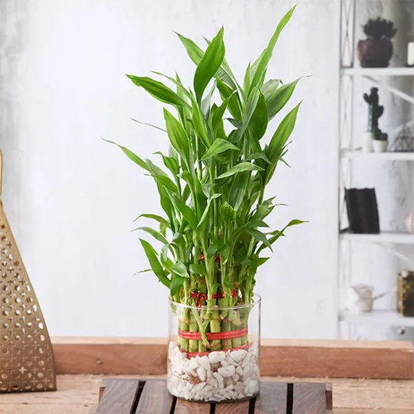 Wish Good Luck With 3 Layer Lucky Bamboo In A Glass Vase With Pebbles
