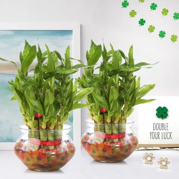 Combo Of (2 Layer 17-19 Stalks Lucky Bamboo Plant) In Matki Glass Pot