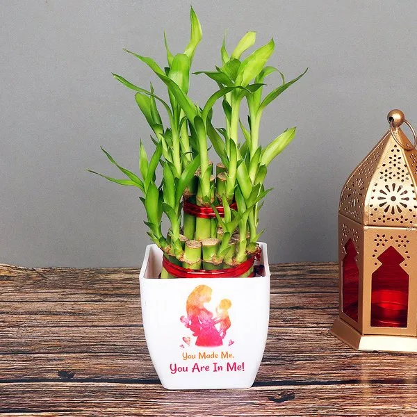 Good Fortune Bamboo Plant