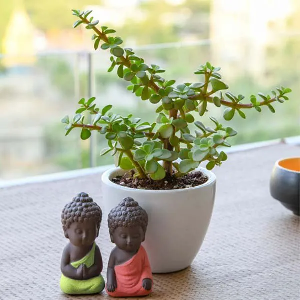 Spread Luck And Happiness With Jade Plant And Buddha