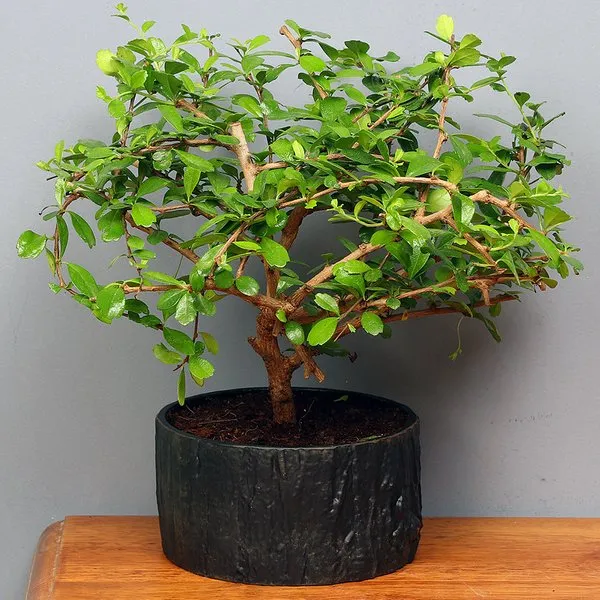 Wax Maphigia Bonsai Plant