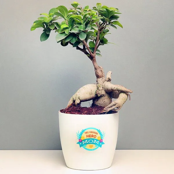 Lovely Ficus Microcarpa Plant