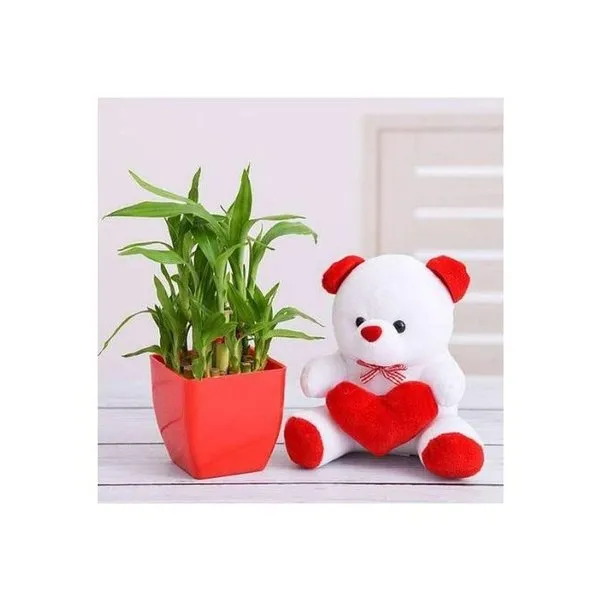 Surprise Your Loved One with 2 Layer Lucky Bamboo and Teddy