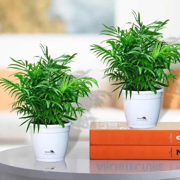 Combo Of Air Purifying Chamaedorea Palm Plant (Nasa Approved) White Fibre(Hermes) Pots