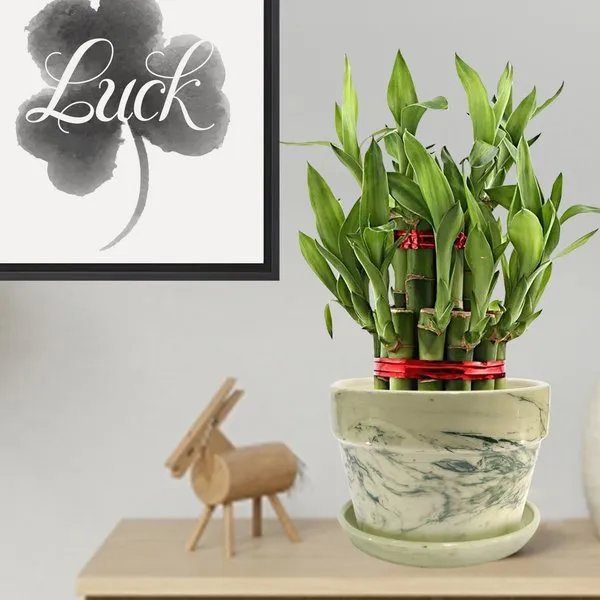 2 Layer (17-19 Stalks) Lucky Bamboo Plant In Designer Green Ceramic Pot