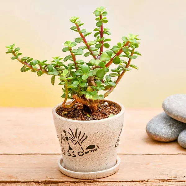Enchanting Jade Plant For Memorable Moments