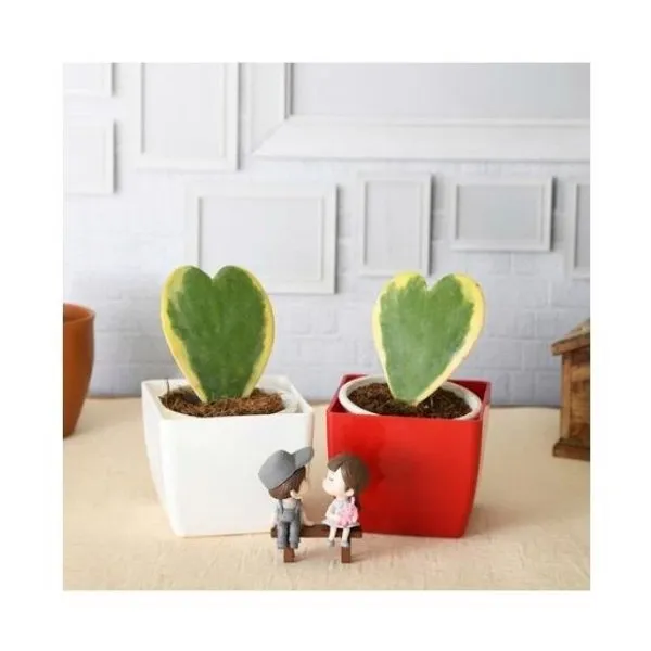 Sweetheart Hoya Plants with Cute Couple