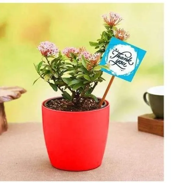 Say Thank You With Pink Ixora