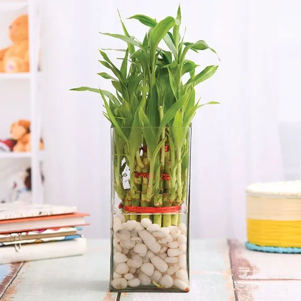 3 Layer Lucky Bamboo In A Glass Vase With Pebbles