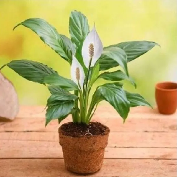 Eco Friendly Peace Lily - Gift Plant