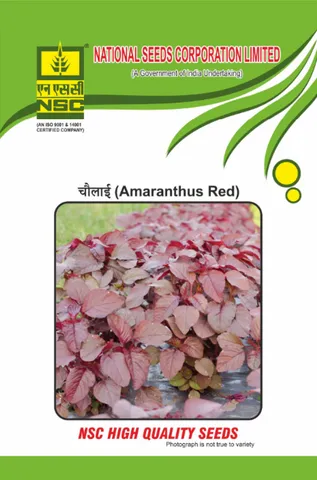 Crop: NSC Amaranthus, Variety: Arun Red 100gm