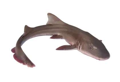 Shark 1 kg