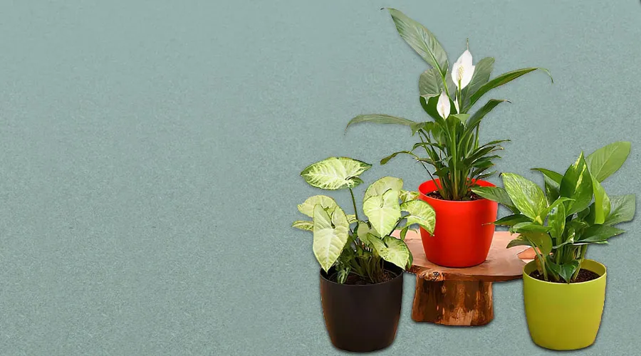 Plants that bring nature to your home